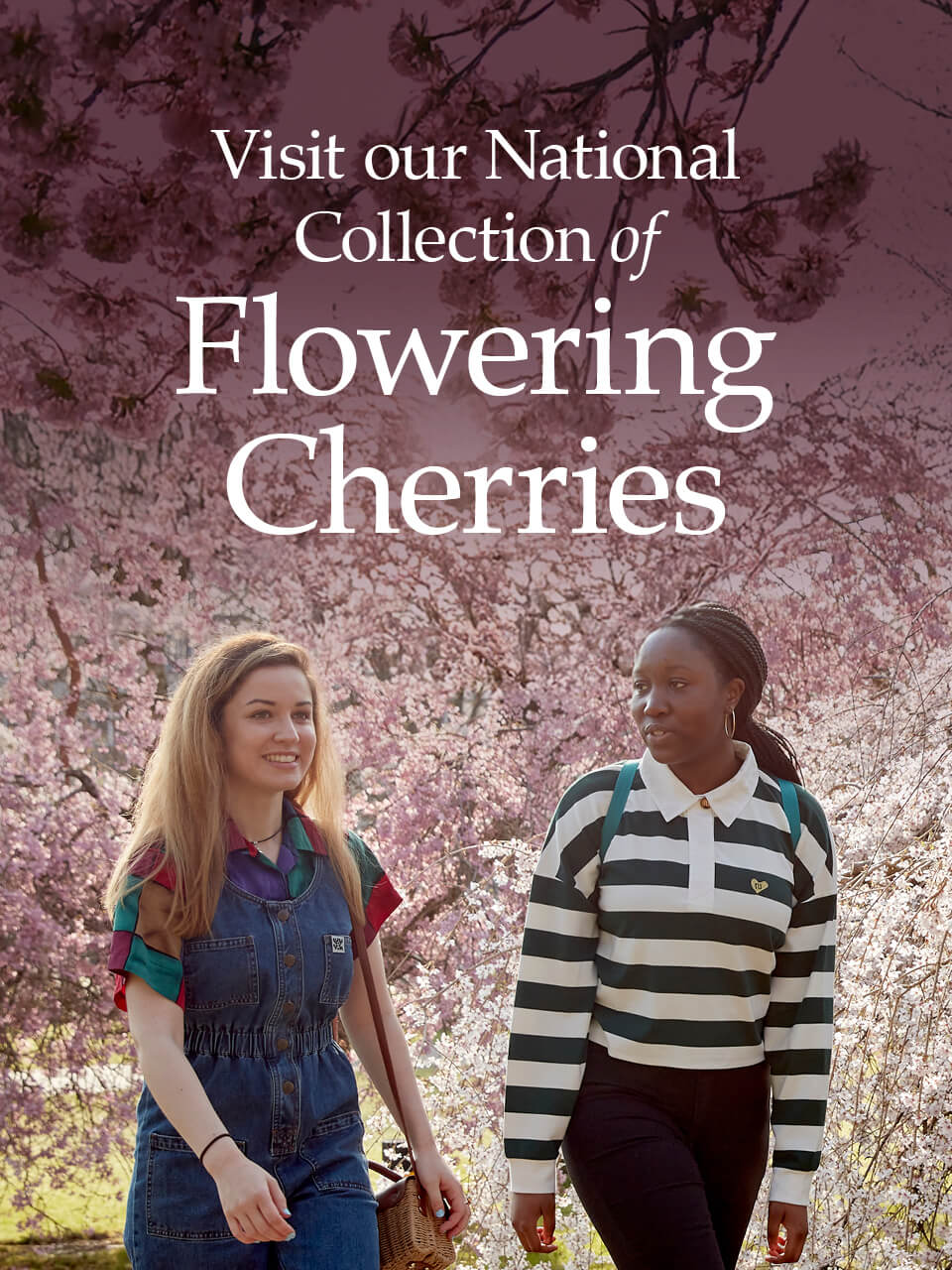 Natural Collection of Flowering Cherries
